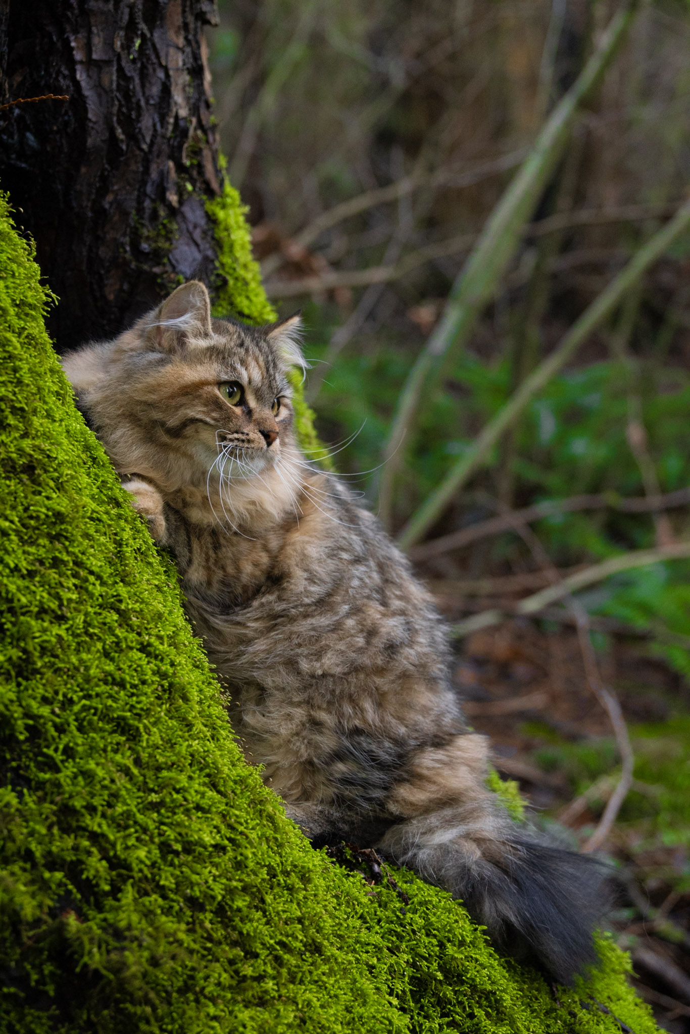 Mila the Brown Tabby Siberian queen cat, 3 years old